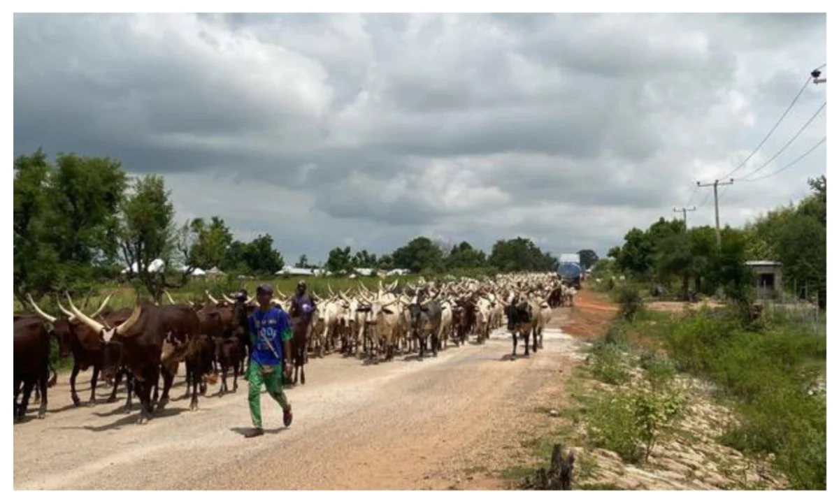 Troops recover 800 suspected rustled cattle from terrorists in Plateau